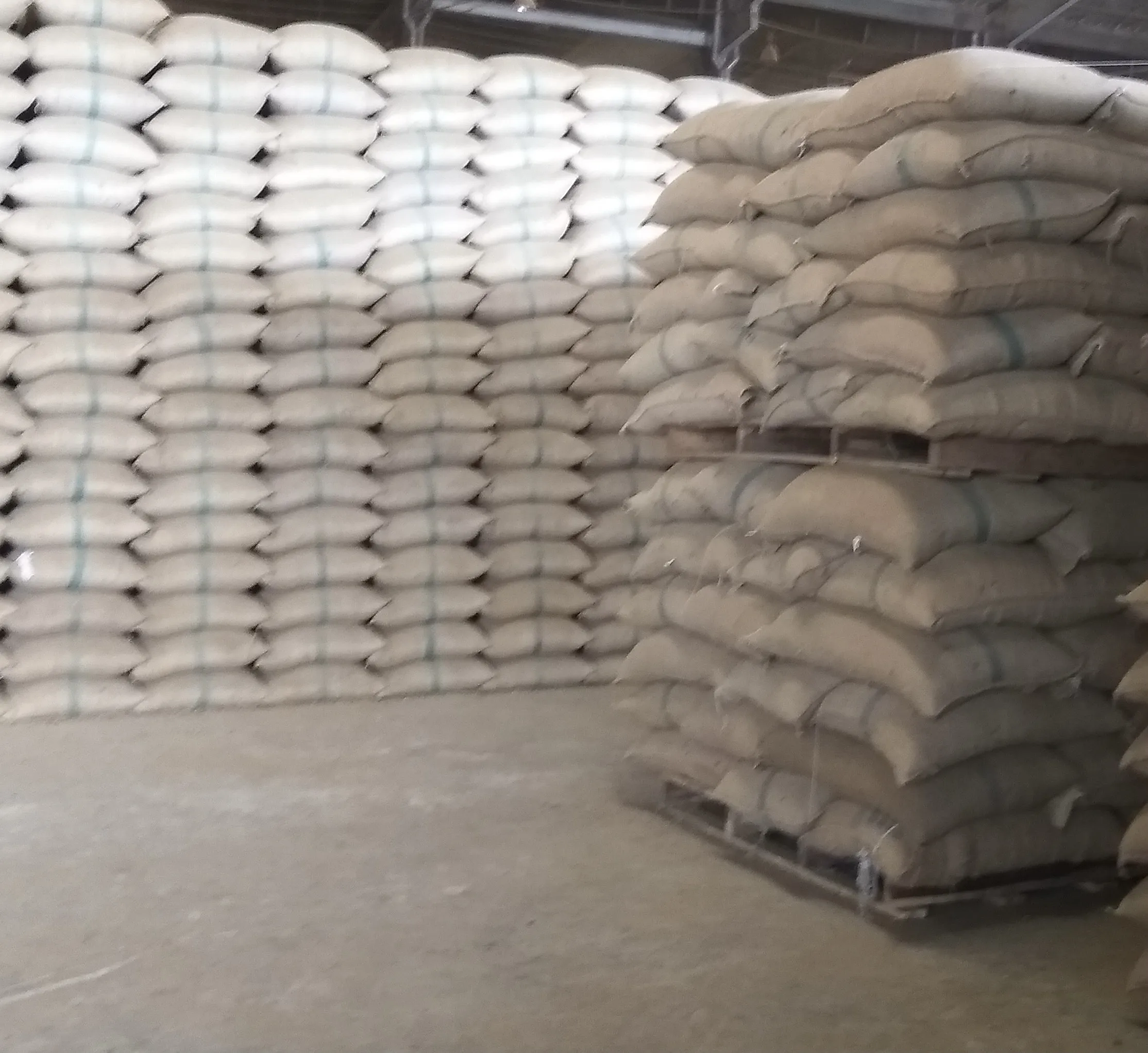 Raw Coffee Arabica Green Beans