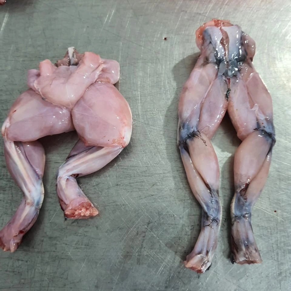 
FROZEN FROG LEGS / FARM RAISED ORGANIC FROG LEGS WITH YOGA POSTURE STYLE NO CHEMIAL 