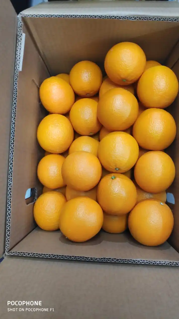 valencia orange malta 15kg egyptian premium quality class 1