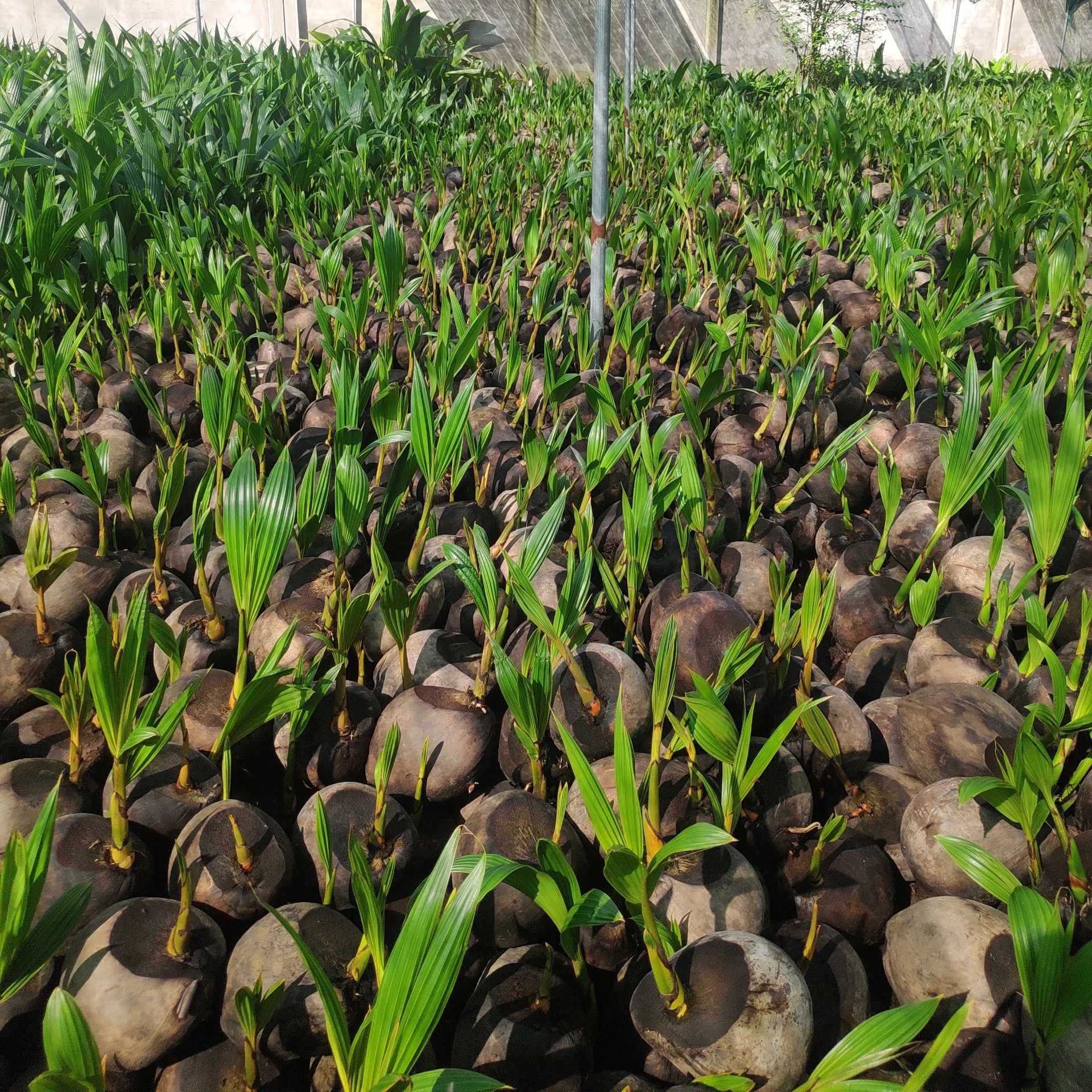 
Рассады кокосового дерева из Вьетнама/рассады кокосовой пальмы-WHATSAPP: + 84 896611913 