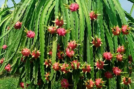 Fresh Red Dragon Fruit Best Brand Quality Wholesaler Supplier From Vietnam Sweet Juicy Good Price Low MOQ