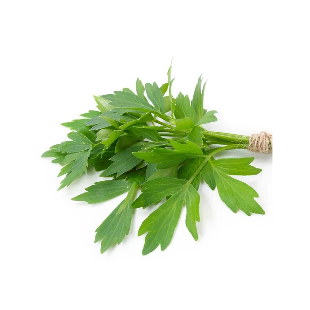 Производитель корневого масла Lovage по низкой цене