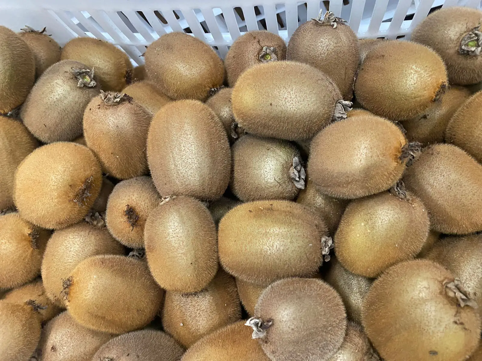 Hayward Kiwi origin Greece all sizes available