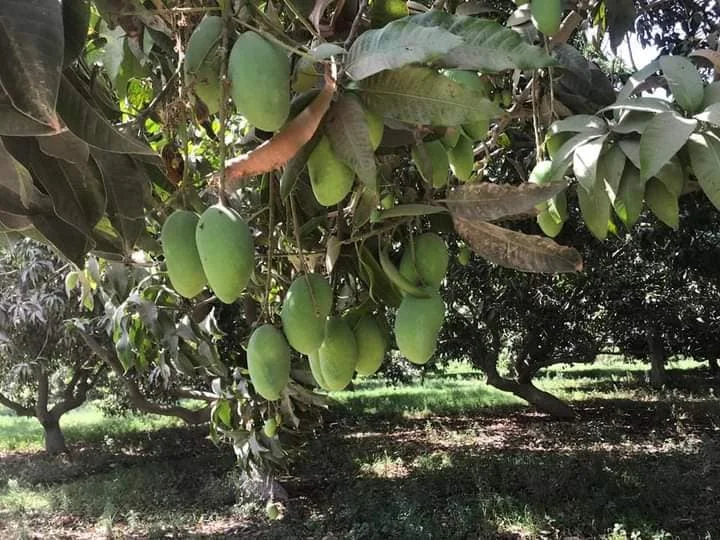 
Pakistani Mango Fresh Sindhri Chaunsa 