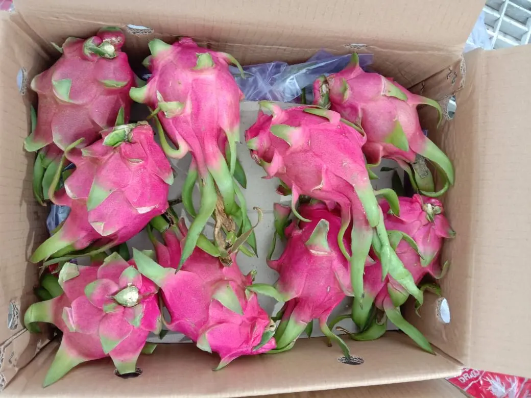 Замороженные органические розовые стрекозы/питая 0084902948089