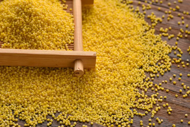 Protein-Rich Organic Foxtail Millet Gluten-free Grain Yellow Millet