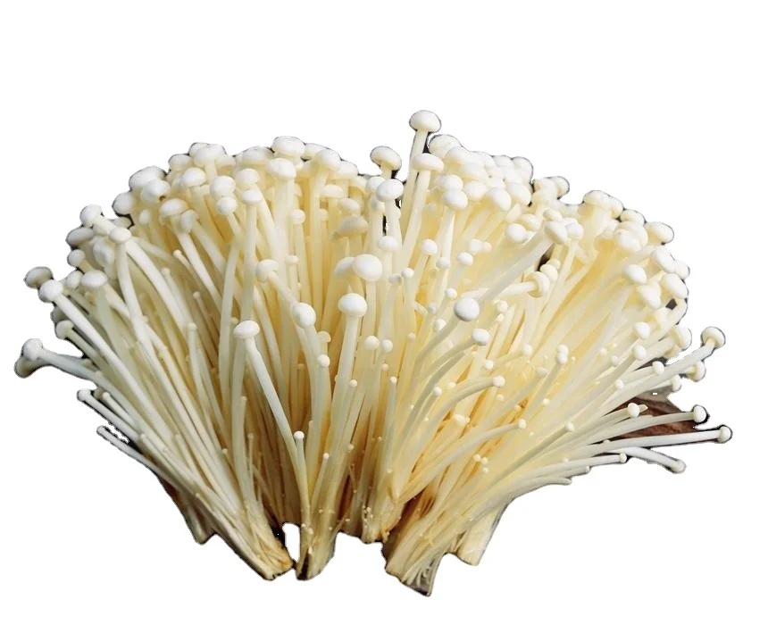 Wholesale white shimeji beech mushroom