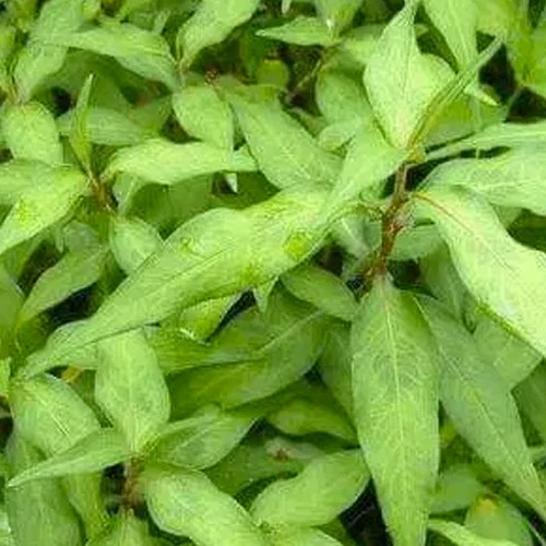 Organic Herbal Extract Folium Polygonum Minus (Kesum) Powder with Anti-Inflammatory and Antioxidant properties