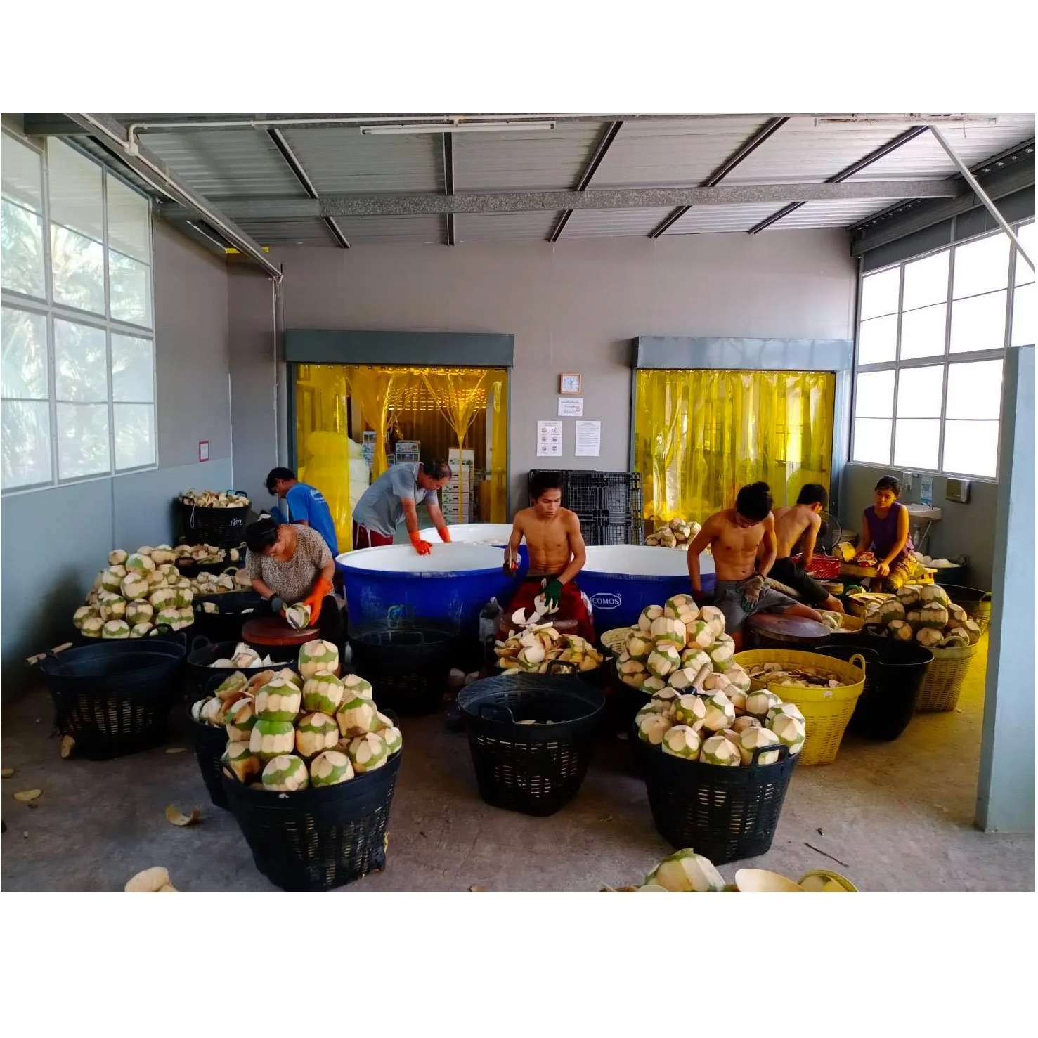 Phyto Certification Semi-Husked Type coconut fresh coconut young coconut- cocobe export from Thailand