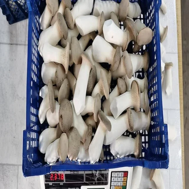 
Best Place To Buy White Mushroom 