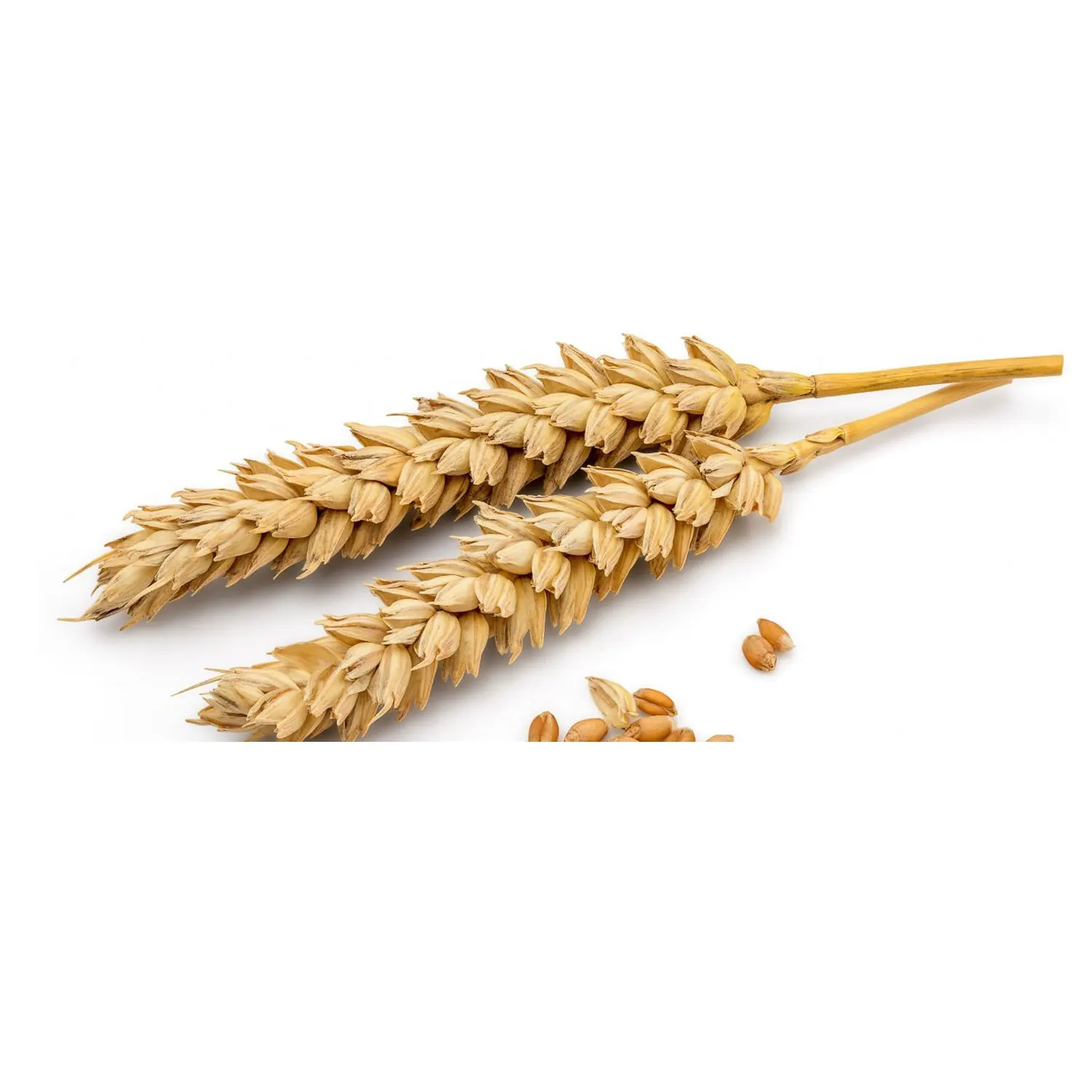 Измельчитель пшеницы без ГМО