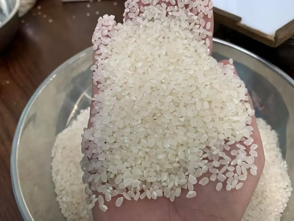 Лучшее качество свежие местные белые мягкие короткие зерна рис из Вьетнама JAPONICA/суши/калроза рис/круглый 5% сломанный