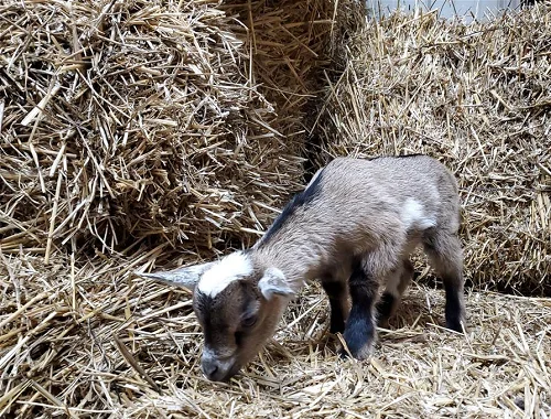 Nigerian Dwarf, Nubian,Goats,cow,camel,sheep,goat,ox,bull