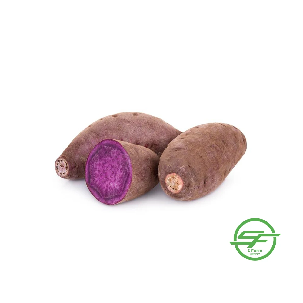Export European market fresh sweet purple potato