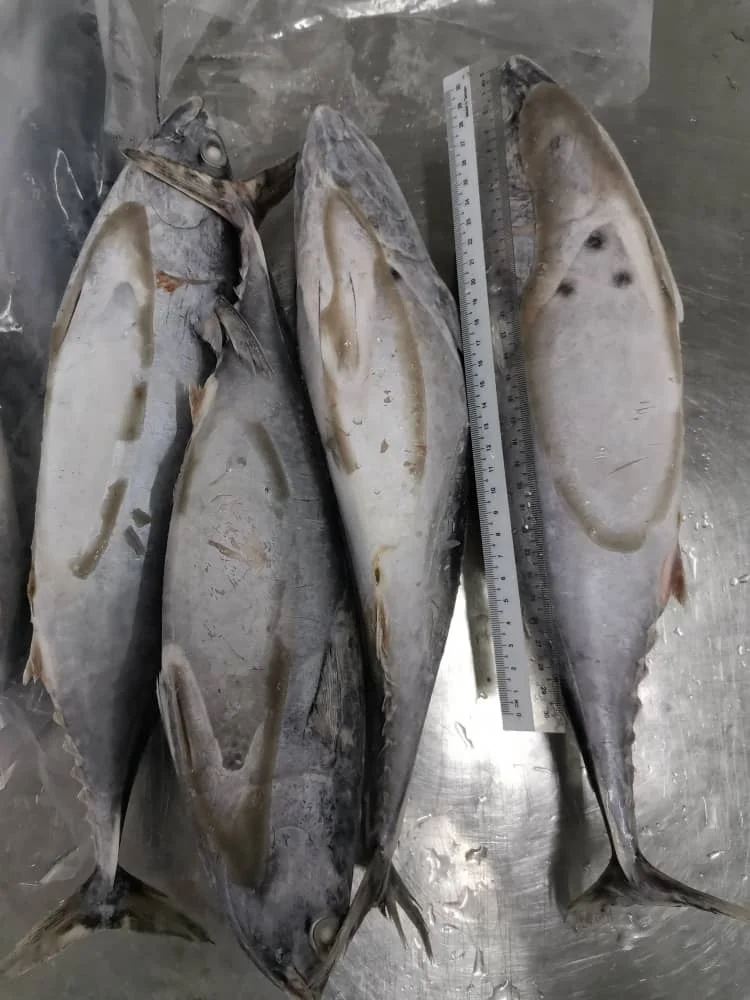 24 Months Shelf Life 0.05% Max. Moisture BQF Freezing Process Whole Round Bonito Tuna From Malaysia