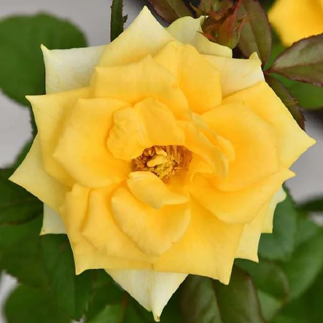 wholesales fresh real long lasting Yellow natural bright color Rosa rosaceae Asian multi shade Button Rose Fresh loose Flowers