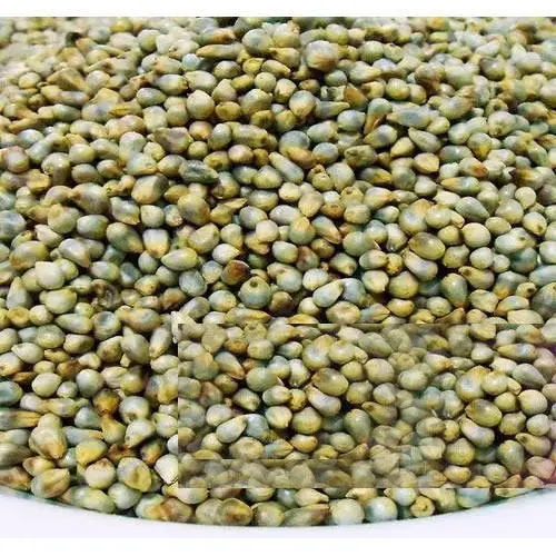 
BAJARA SEEDS EXPORTER 