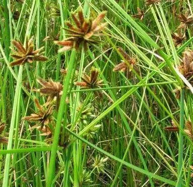 Nagarmotha essential oil in bulk Nagarmotha Cyperus rotundus cyprotene flavonoids Nagarmotha Cypriol Oil Perfumery oil Nagarmoth