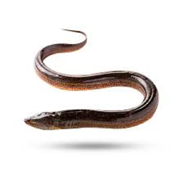 Fresh Eel Fish (long fin eel) and live Eel Fish for sale