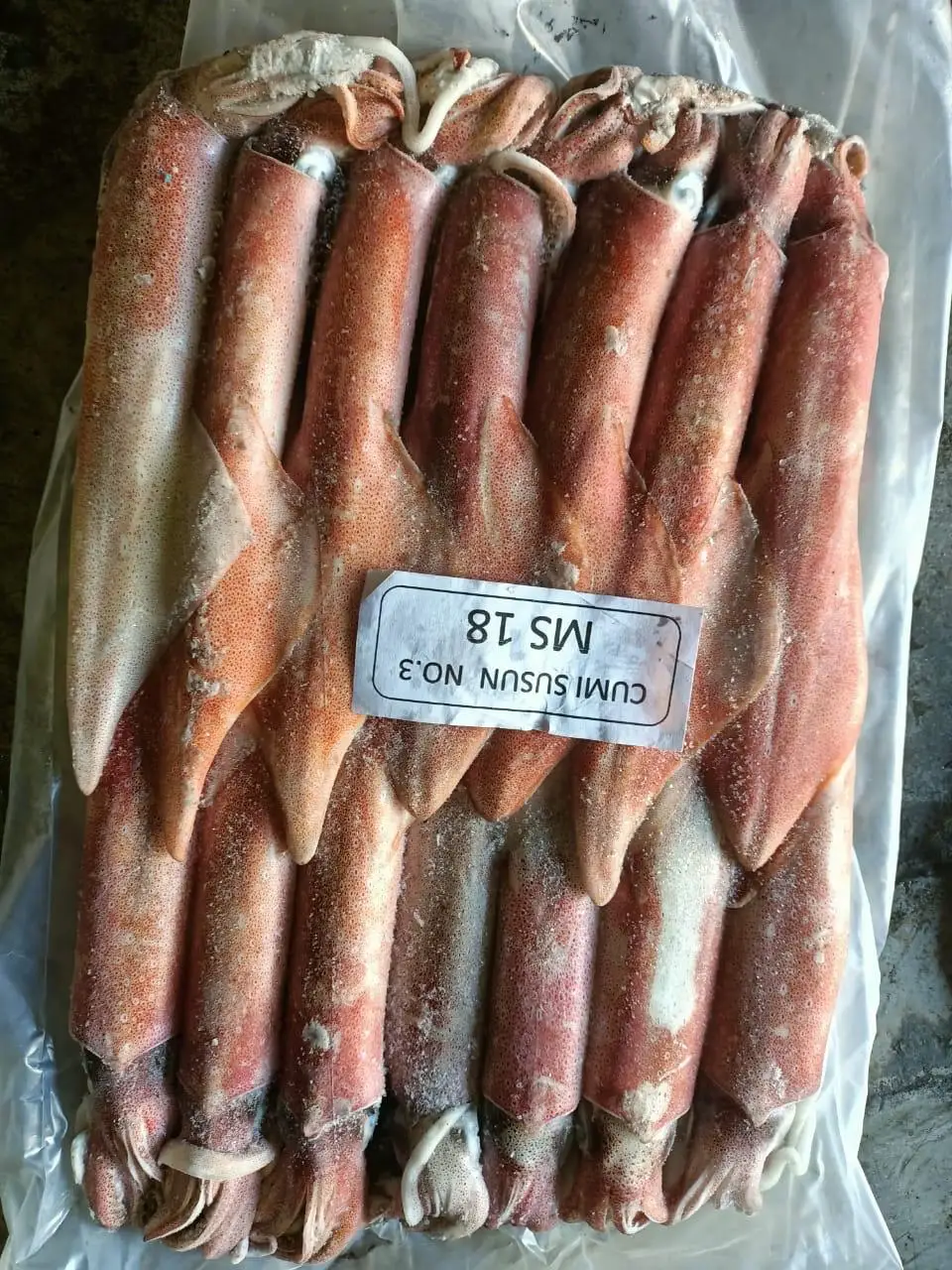 FRESH FROZEN INDONESIAN SQUID MOST POPULAR STANDARD