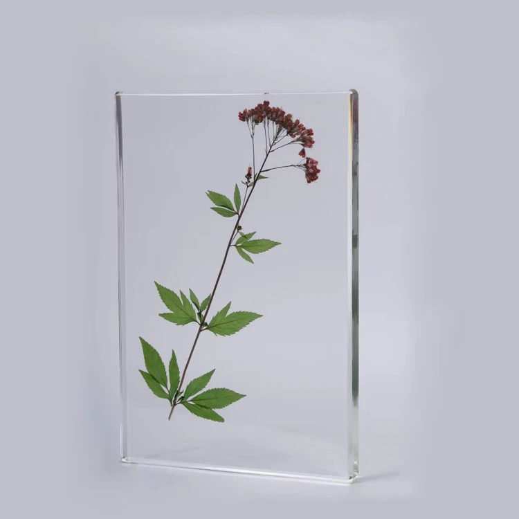 Образцы животных и растений, Обучающие ресурсы, морской организм, кристалл, встраиваемый образец таксидермистой рыбы