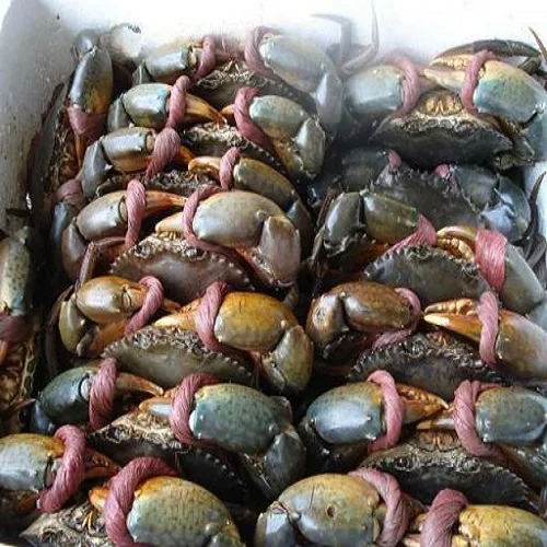 Live & Frozen Mud Crabs For Sale