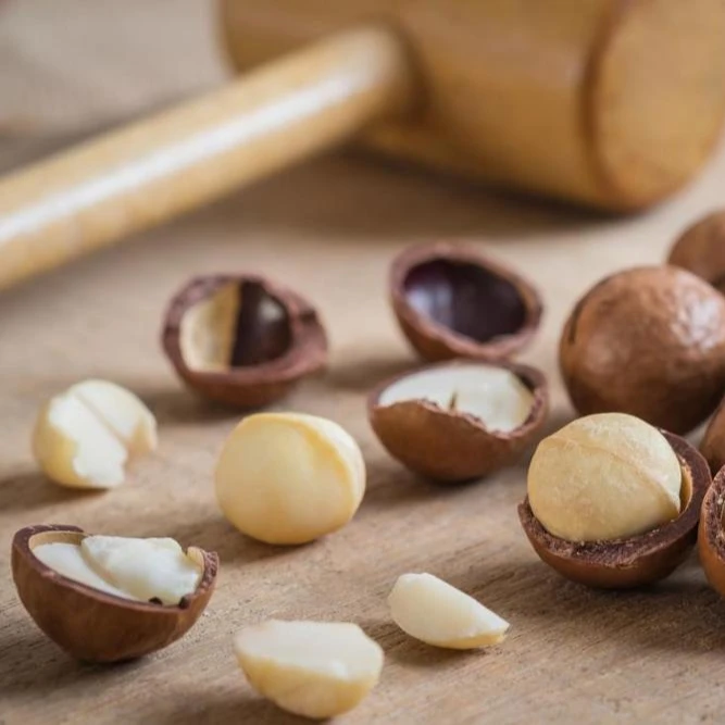 
Macadamia Nuts In the Shell Bulk Supply for Export at Best Prices 