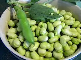 Wholesale High-quality nutrient-rich Dried fava beans / GK38 100% Natural Newest Crop Fava bean made in Viet Nam