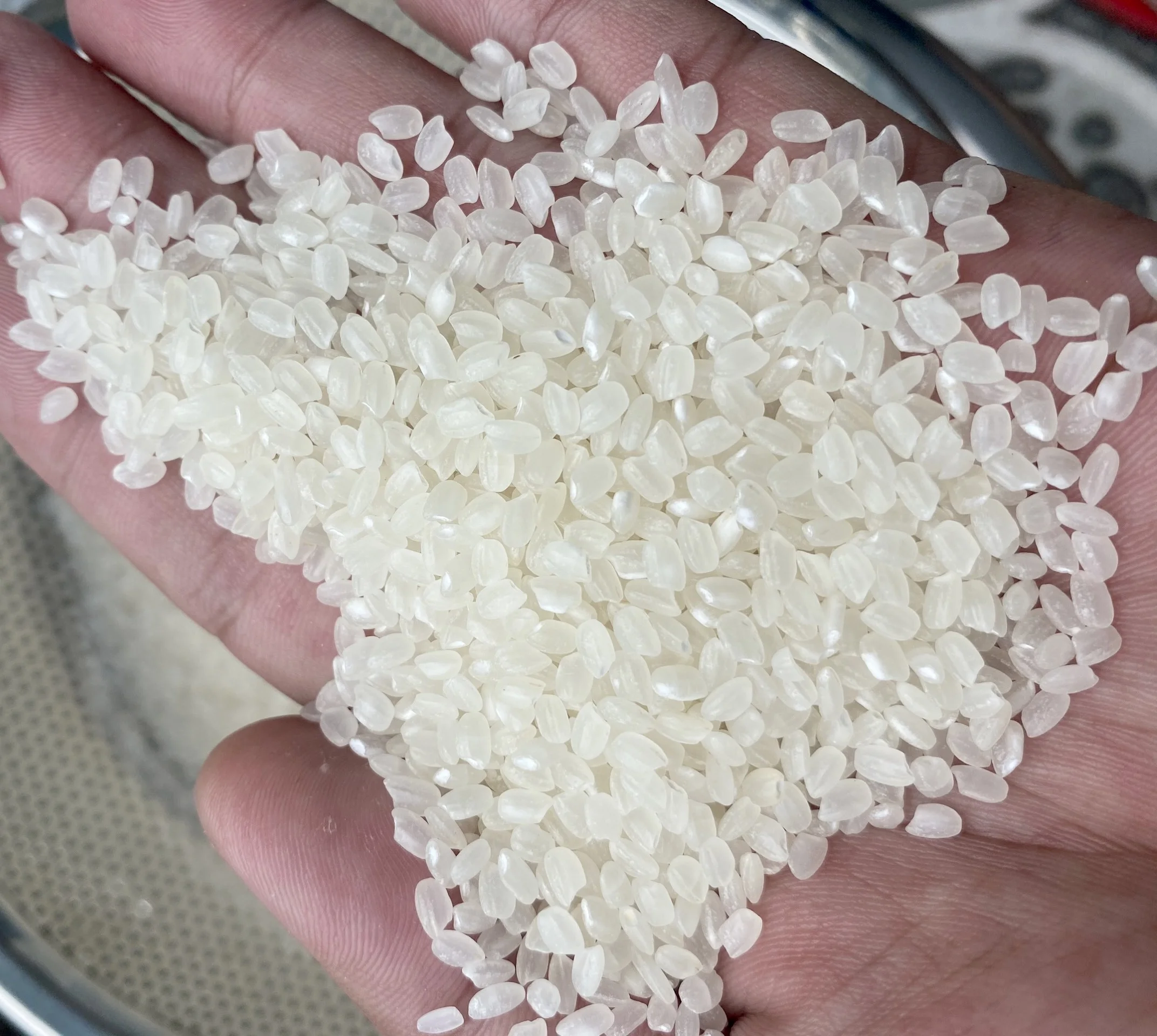 Cheapest price Vietnam Japonica rice 5% broken/ best quality// Ms Catina whatsapp +84 904 312 620