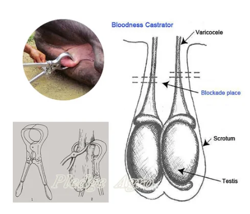 Плоскогубцы из нержавеющей стали для кастрации овец и коз