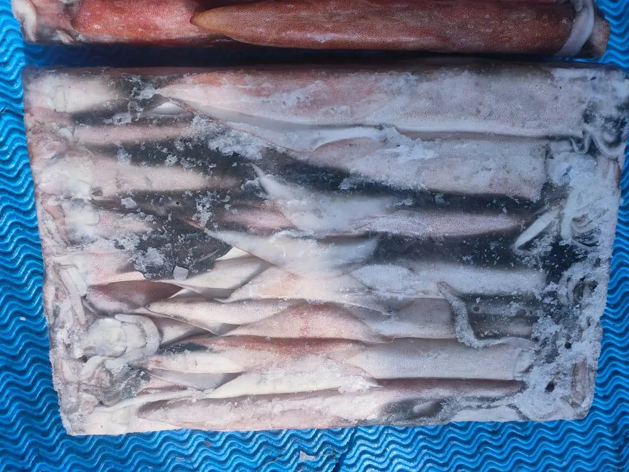 FRESH FROZEN INDONESIAN SQUID MOST POPULAR STANDARD