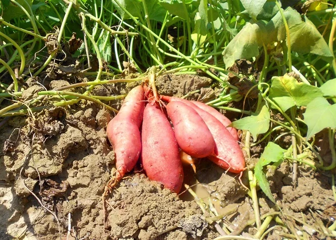 Оптовый продавец высококачественных деревенских картофельных изделий из Вьетнама номер один