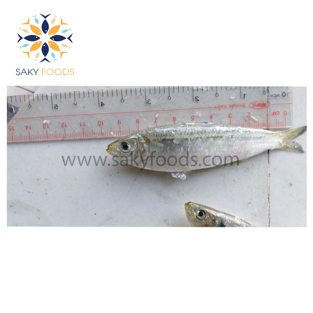 Frozen sardine fish 100% Natural Best price frozen WR sardine fish for good sale Block Bulk Style Packaging