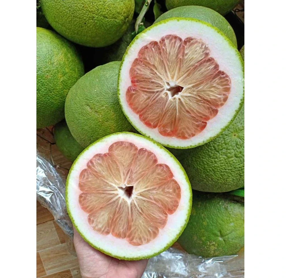 Wholesale 100% Fresh Citrus Grapefruit pomelo fruit fresh/organic Newest Season Natural color Tasty made in Viet Nam