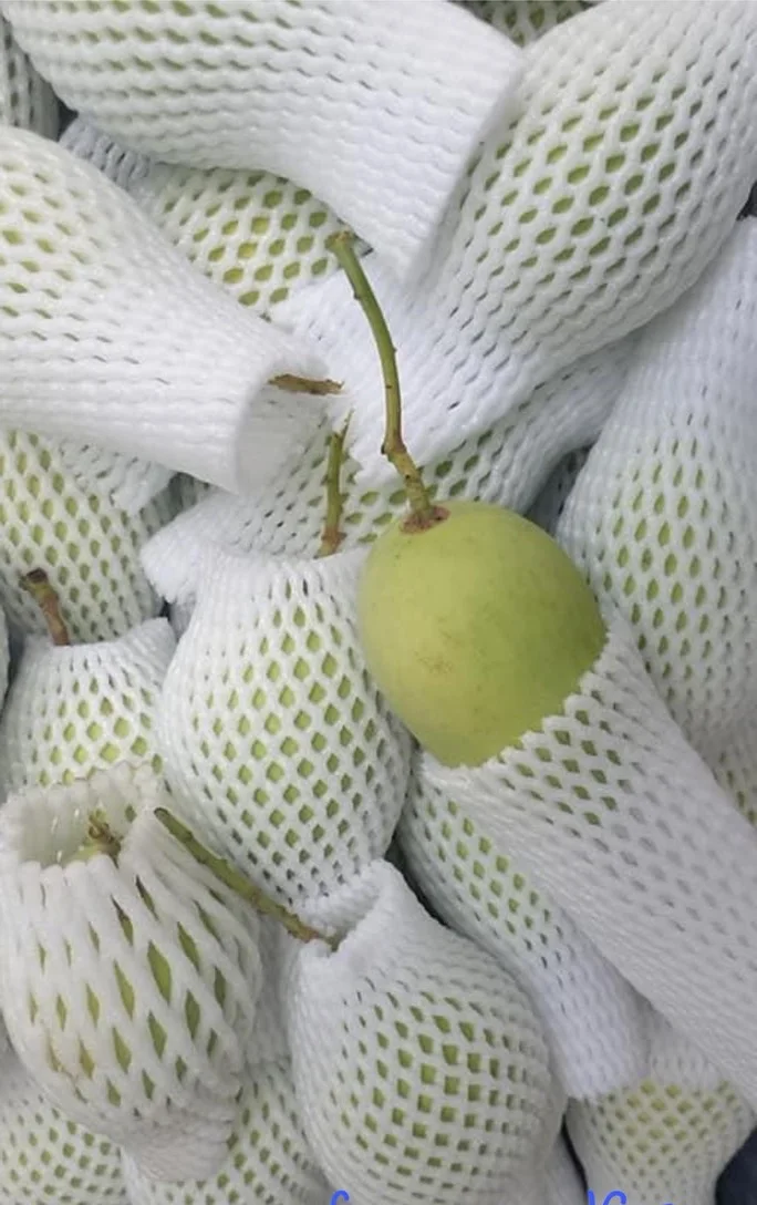 Common Cultivation  Type Green High Quality Fresh Mango Fruit 8Kgs/Carton Best Price Origin From Vietnam