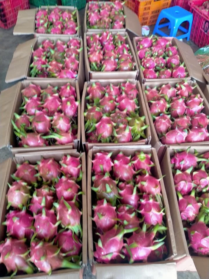 100% Высокое качество 80%-90% зрелый красный дракон фрукты сделано во Вьетнаме тропическая еда