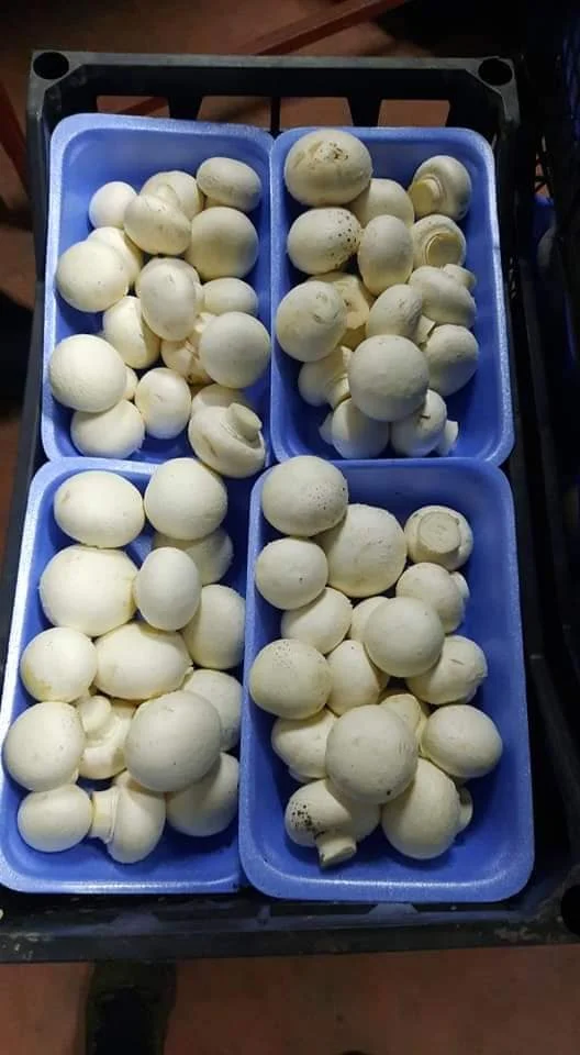 10kg White mushroom.jpeg