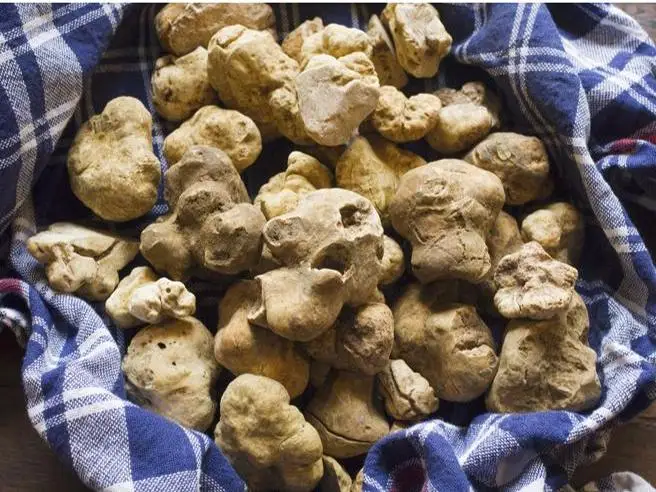 100% made in Italy Corn flour yellow for instant polenta whit truffle 250g polenta ready in few minutes to be delivered