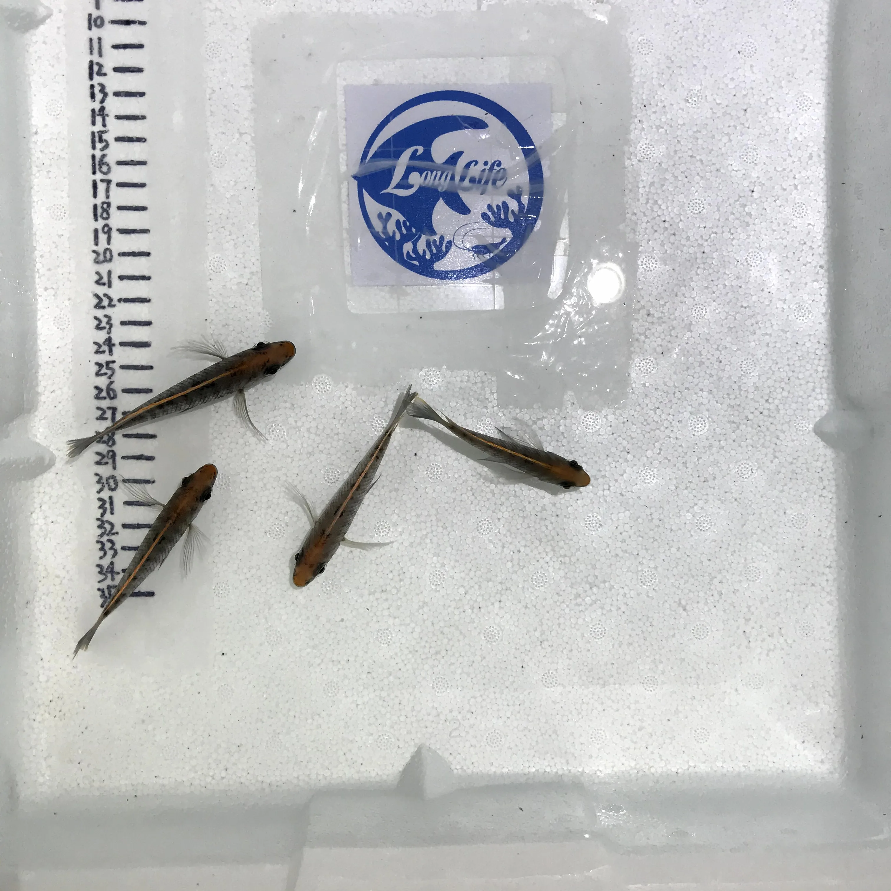 
Farm bred Aulonocara maylandi African Malawi Cichlids For sale 