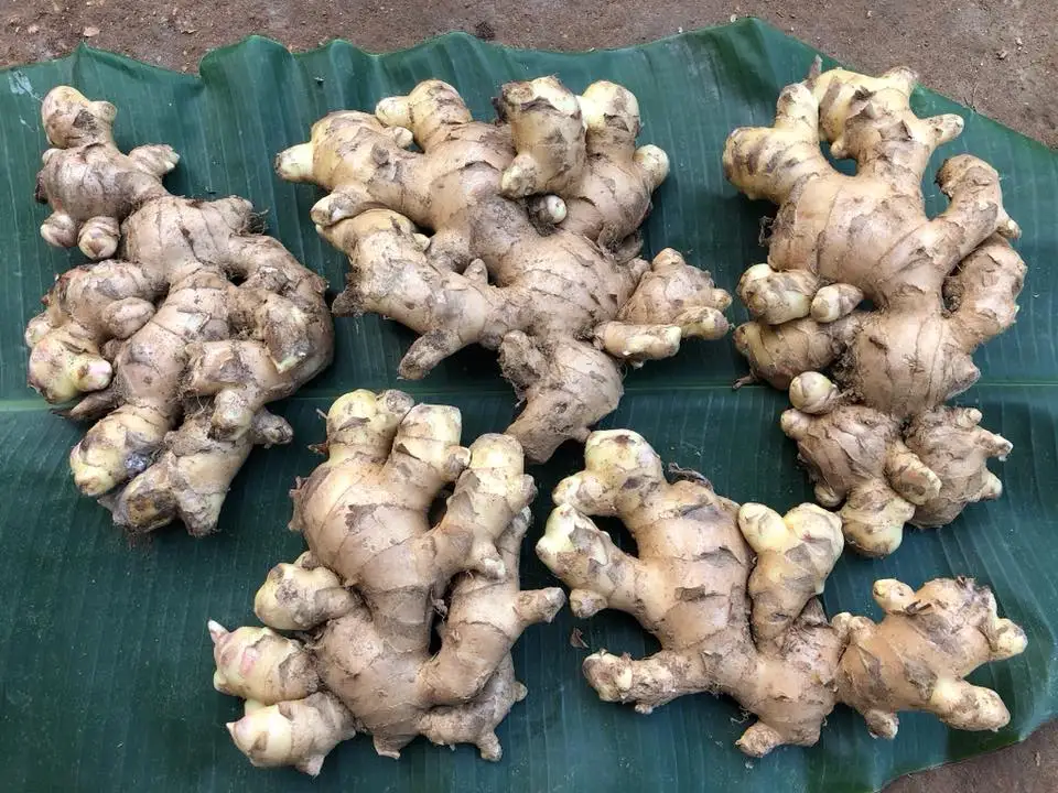 Имбирь высокого качества вьетнамский имбирь 100% Органические свежие Имбирные продукты и напитки одиночные специи приправа
