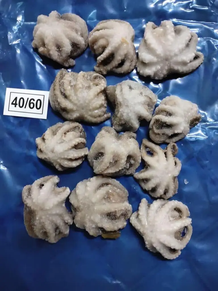 frozen baby octopus cleaned from India, Octopus cleaned IQF