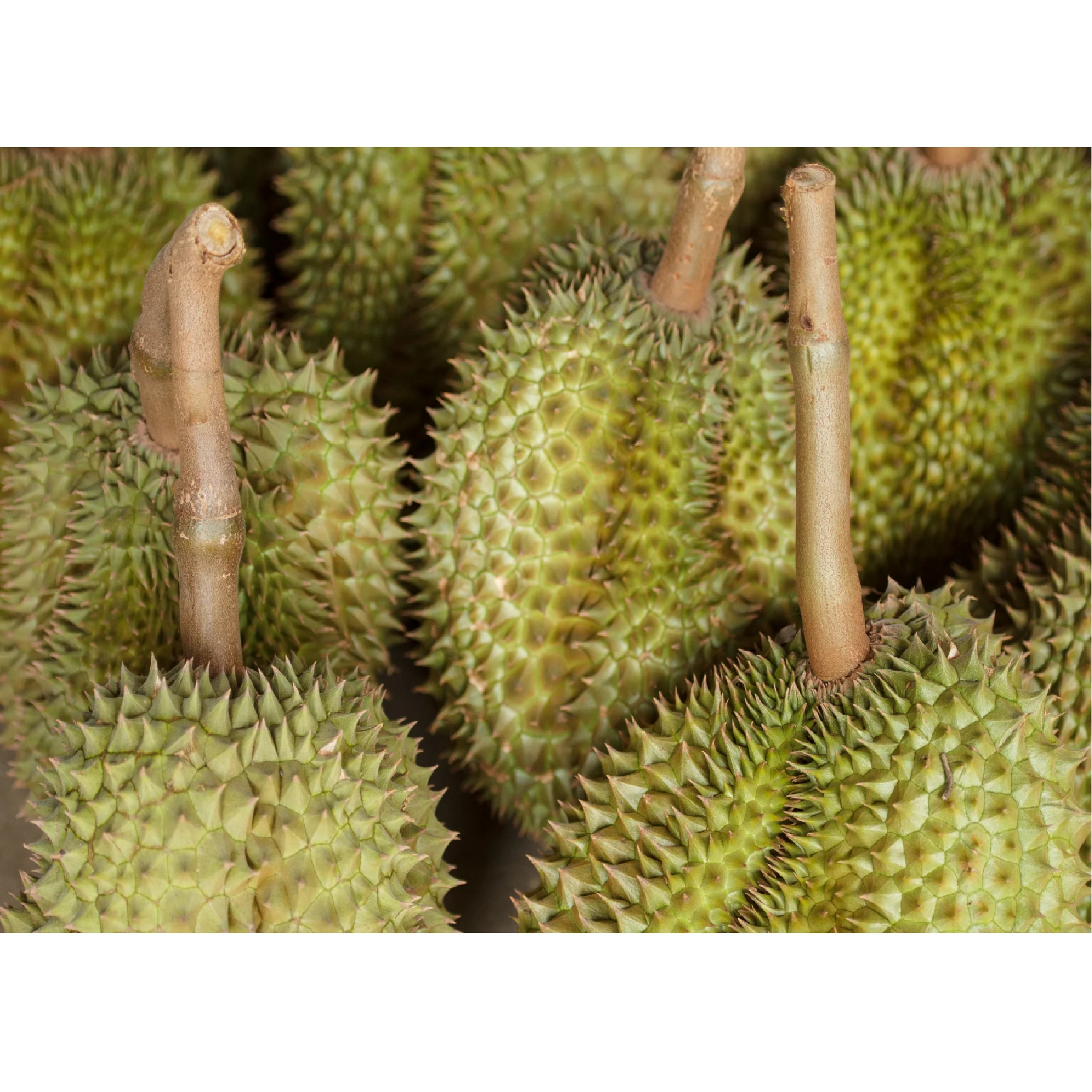 Malaysia Manufacture Good Price Wholesale Fresh Durian Musang King Durian Whole Fruit Frozen Top Quality