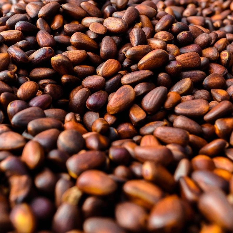 
Organic Pine Nut in Shell 