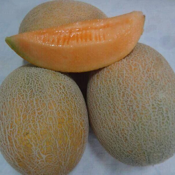
Fresh Melons/ high quality Melons 