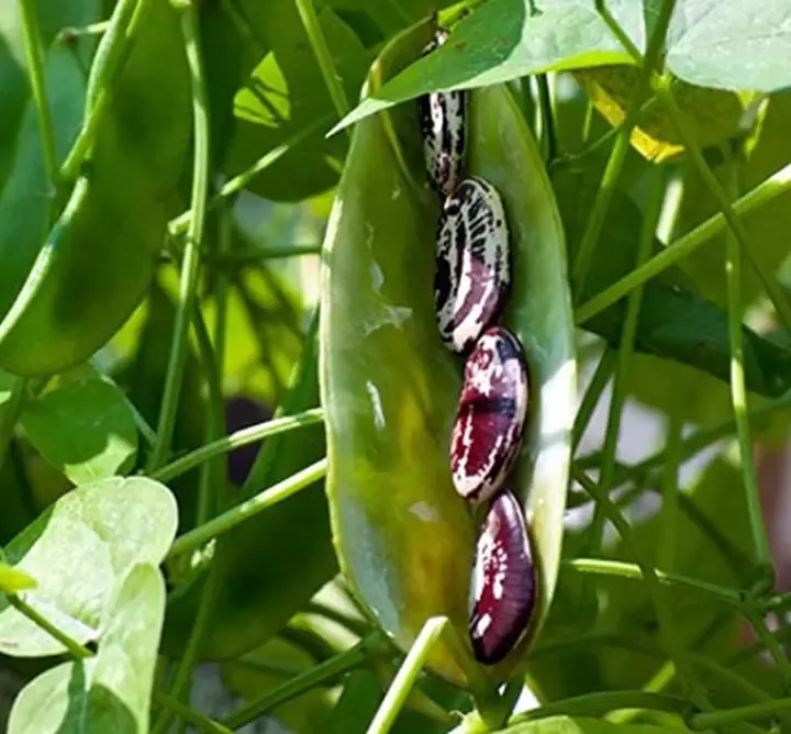 Orsafarm Christmas Lima Beans Newest Crop Year From 5kg/pack High Quality Soil 5kg/pack made in Viet Nam Kidney beans for sale