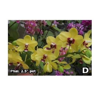 
Phal. D [2.5 inch pot] 
