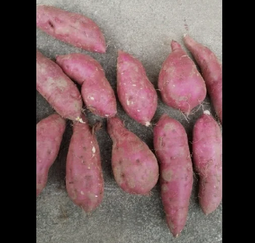  Высокое качество сладкий картофель конкурентоспособная цена для покупателей/Ms Sofia + 84 789946878