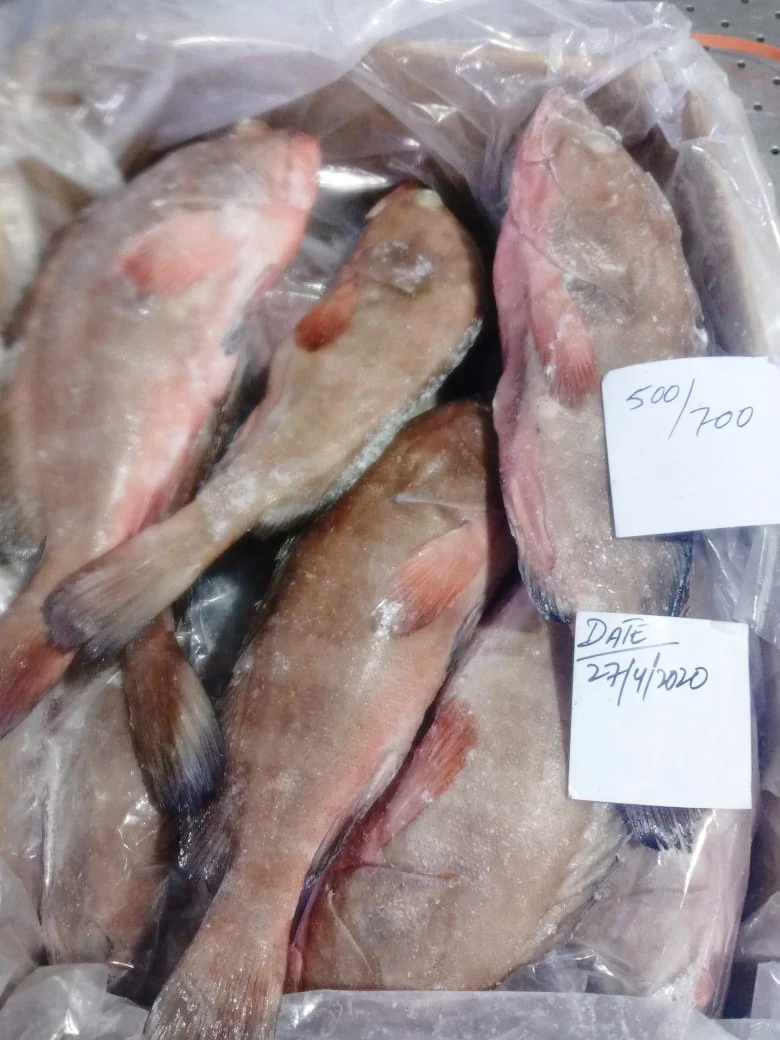 Замороженная рифовая треска/красная куропатка