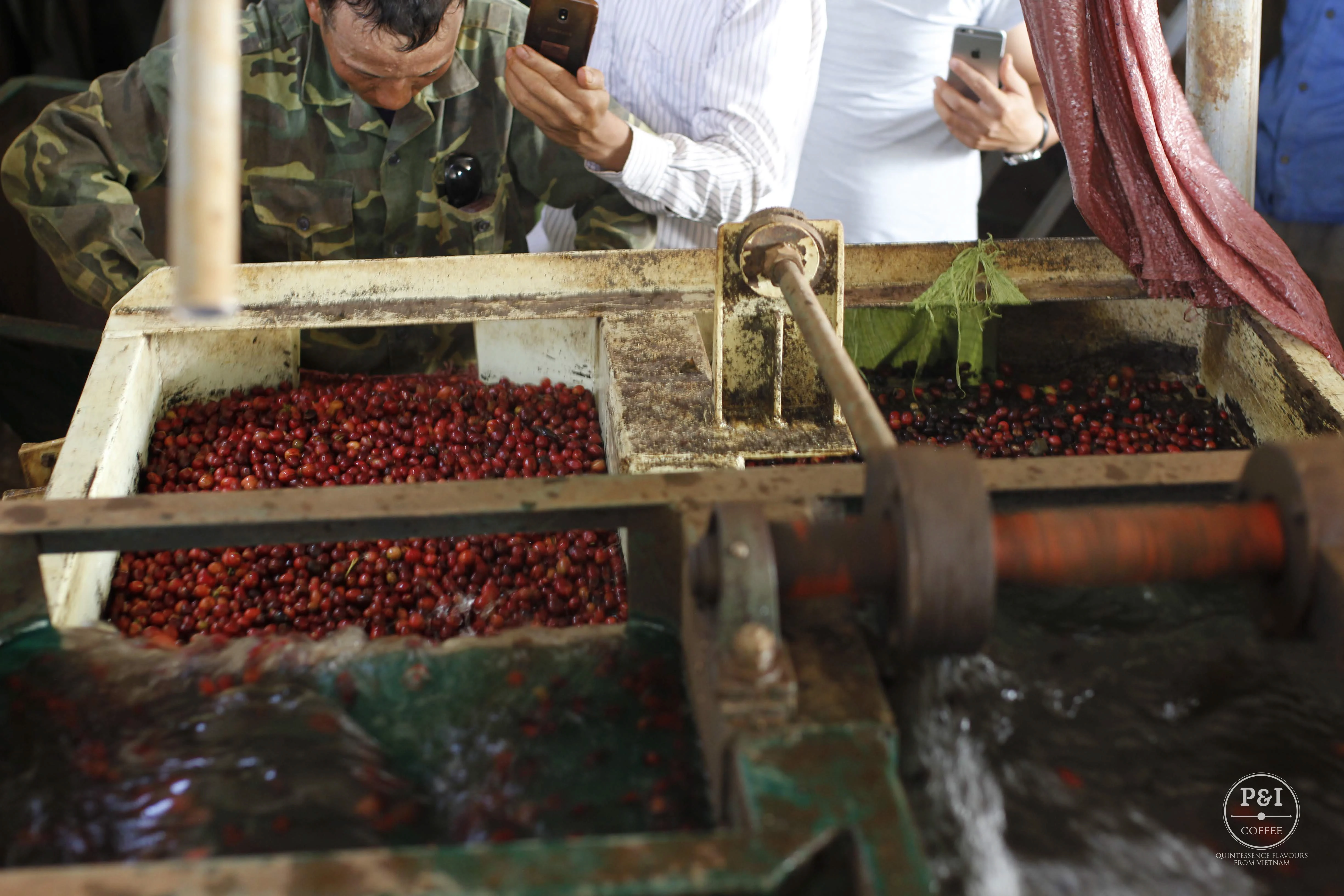 Сделано в Вьетнаме зеленые кофейные зерна Arabica