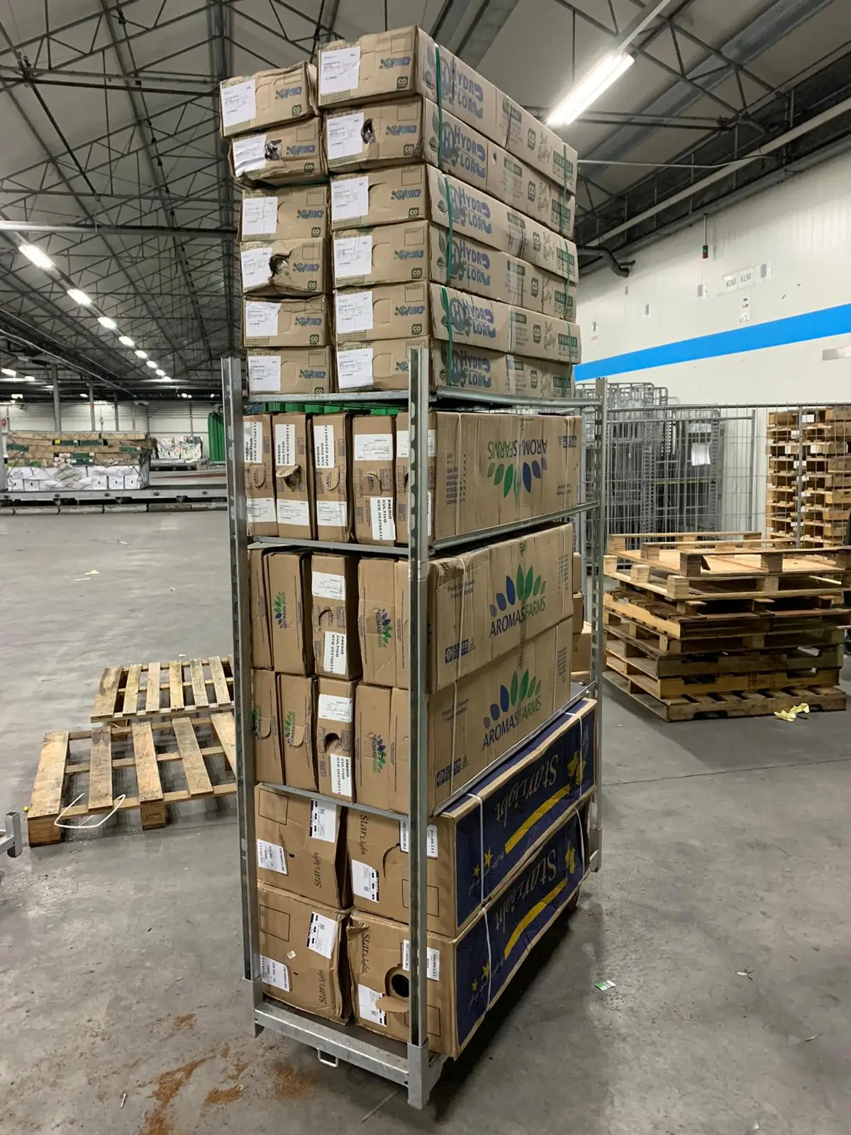 decorative flowers Real fresh cut Hydrangea premium quality JUMBO size (23/25) cm acqua light Blu colour fresh flowers